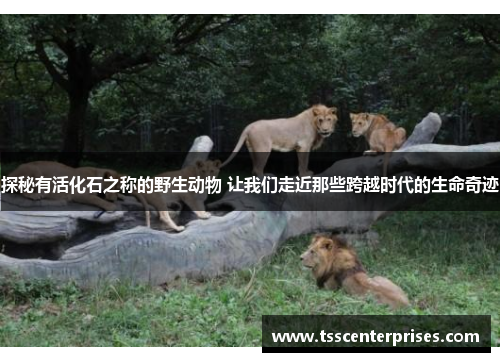 探秘有活化石之称的野生动物 让我们走近那些跨越时代的生命奇迹